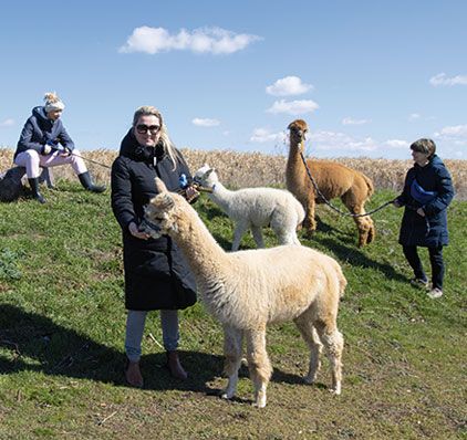 Mezi námi alpakami