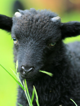 Ouessantská mini ovce
