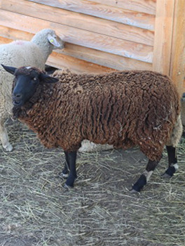 OVCE SUFFOLKSKÁ