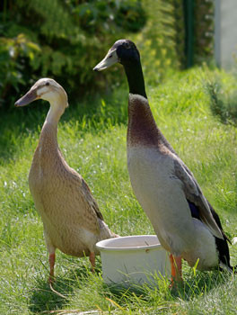 KACHNA – INDICKÝ BĚŽEC