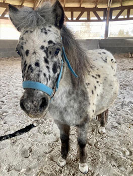 MINI APPALOOSA