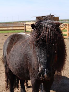 SHETLANDSKÝ PONY