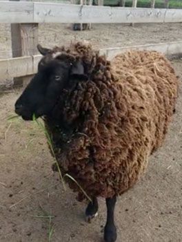 ZWARTBLES OVCE