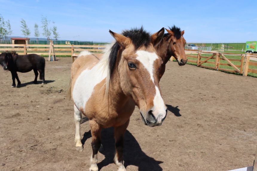 Český sportovní pony