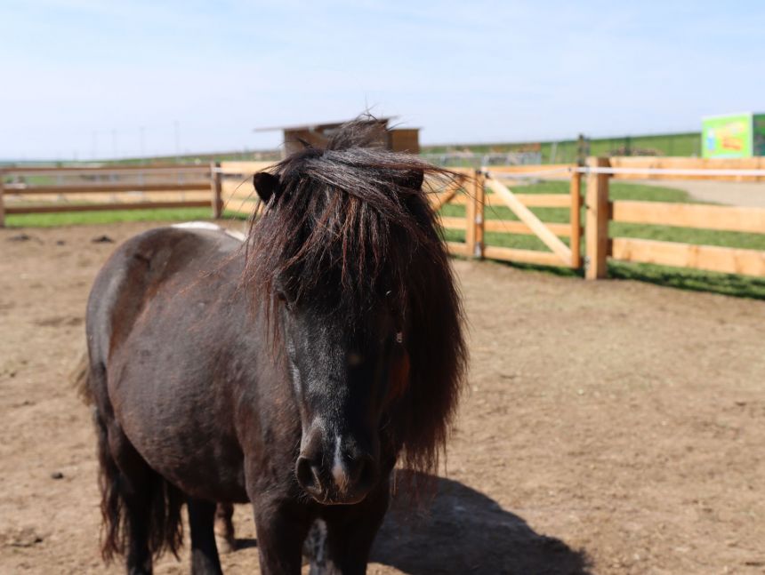 Shetlandský pony