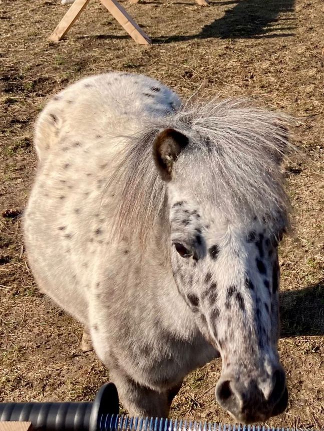 Mini appaloosa