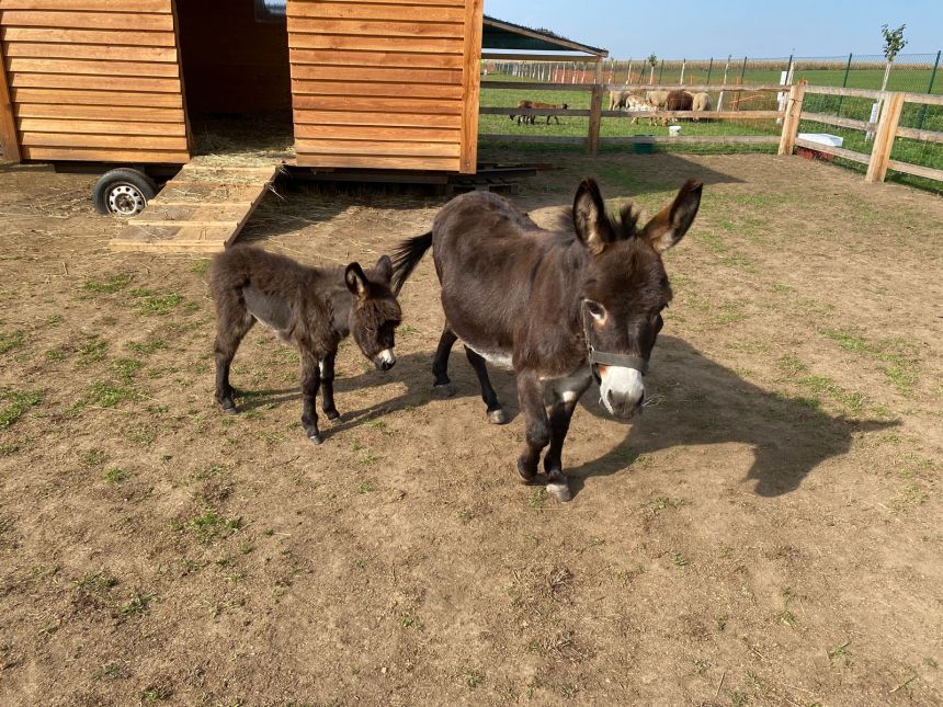 Miniaturní středozemní osel