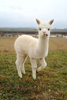 Bruno jr.