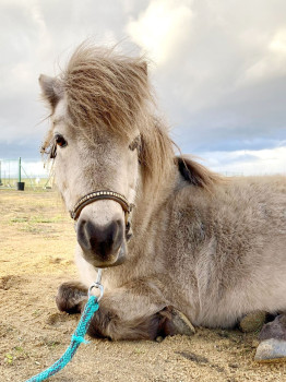 Charlie Happy Horse